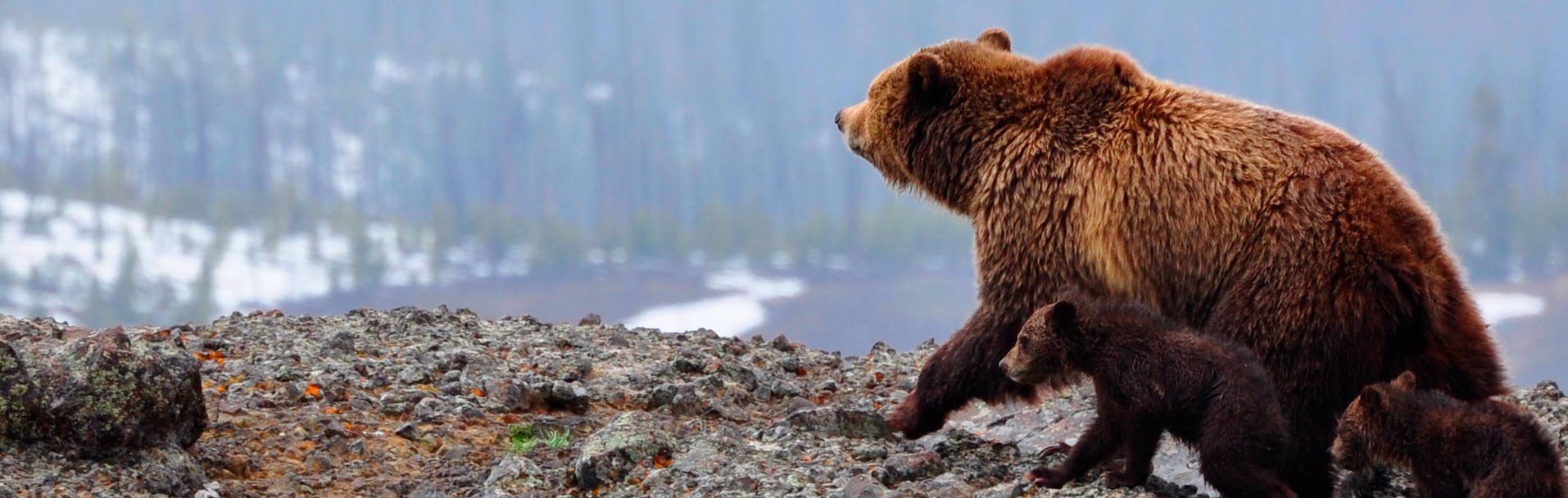 Imagen de Observación: Oso y Berrea